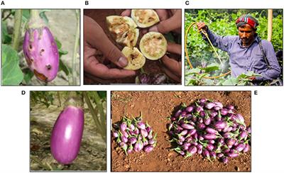 Genetically Engineered Crops: Importance of Diversified Integrated Pest Management for Agricultural Sustainability